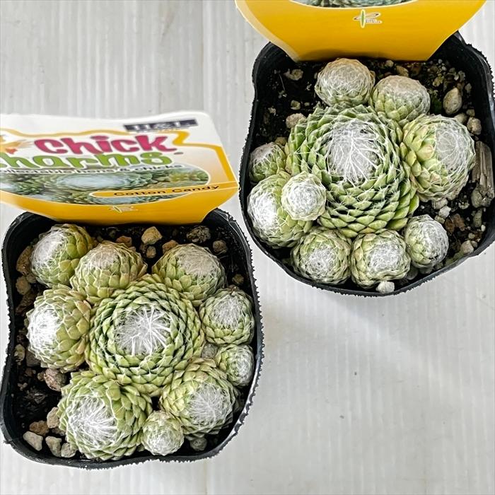 日本花キ流通 多肉植物 shセンペルビウム コットンキャンディ 7.5cm
