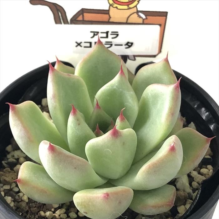 多肉植物 plkエケベリア アゴラ×コロラータ パルクさん苗 送料無料