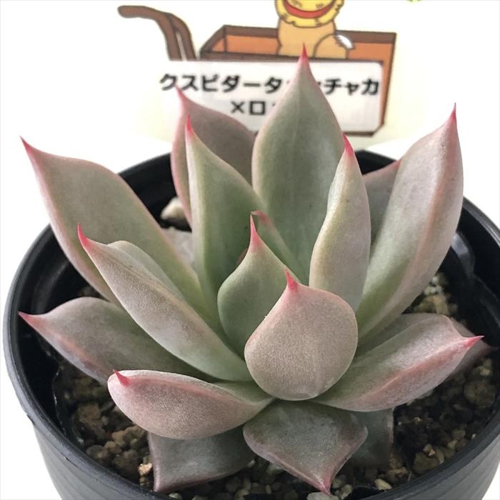 多肉植物 plkエケベリア クスピダータメンチャカ×ロメオ パルクさん苗