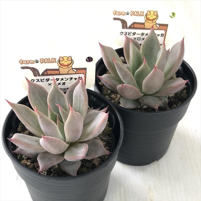 多肉植物 plkエケベリア クスピダータメンチャカ×ロメオ パルク 多肉植物 plkエケベリア クスピダータメンチャカ×ロメオ パルク