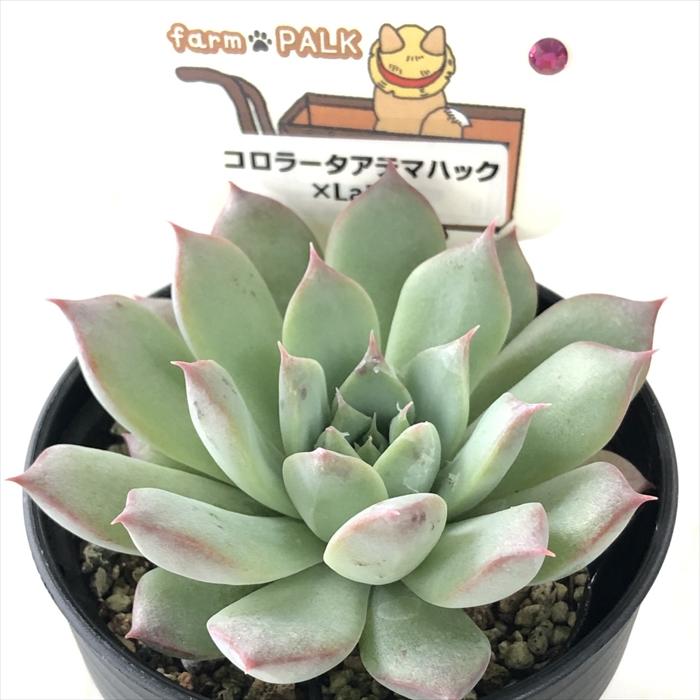 多肉植物 plkエケベリア コロラータアテマハック×La Paz パルクさん苗