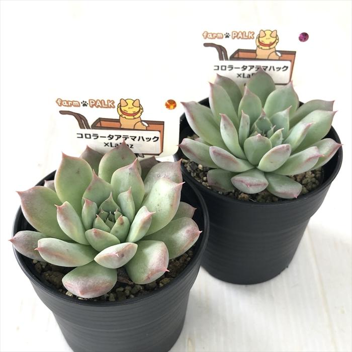 コロラータアテマハック他3点札付きポットごとファームパルクさん苗バラ売り不可 多肉植物 plkエケベリア コロラータアテマハック×La Paz パルクさん苗
