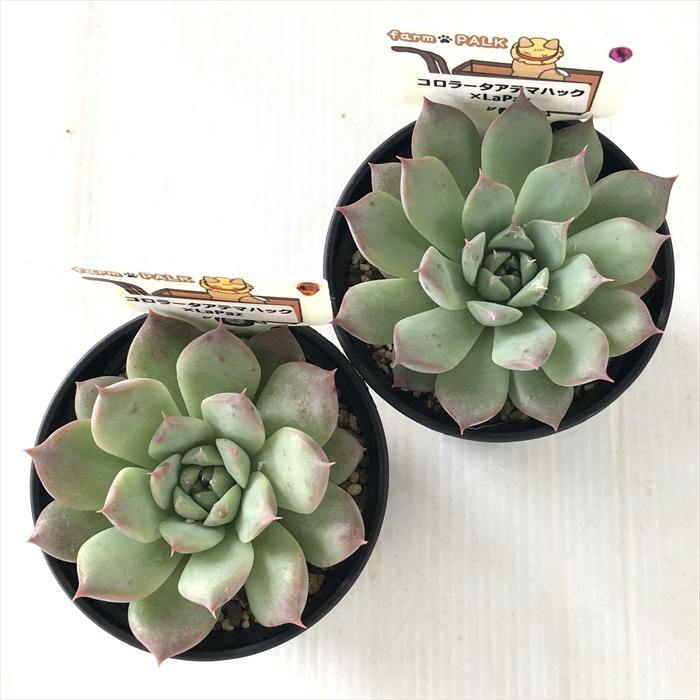 多肉植物 plkエケベリア コロラータアテマハック×La Paz パルクさん苗