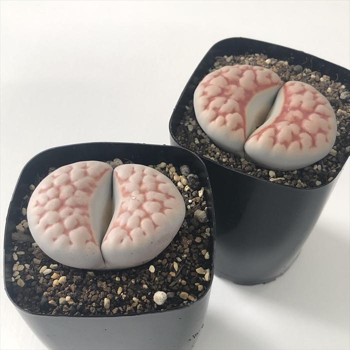 日本花キ流通 多肉植物 asリトープス 大型トップレッド 多肉植物