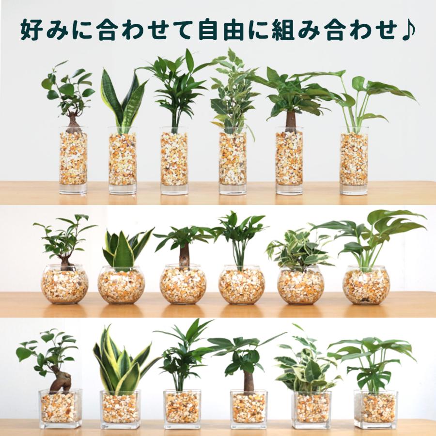 日本花キ流通 観葉植物 選べる観葉植物 ハイドロカルチャー