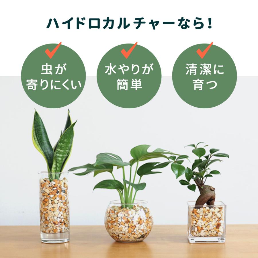 【レア】観葉植物　ハイドロカルチャー　ゼオライト　インテリア　グリーン Amazon｜選べる 観葉植物 ハイドロカルチャー ゼオライト 小型