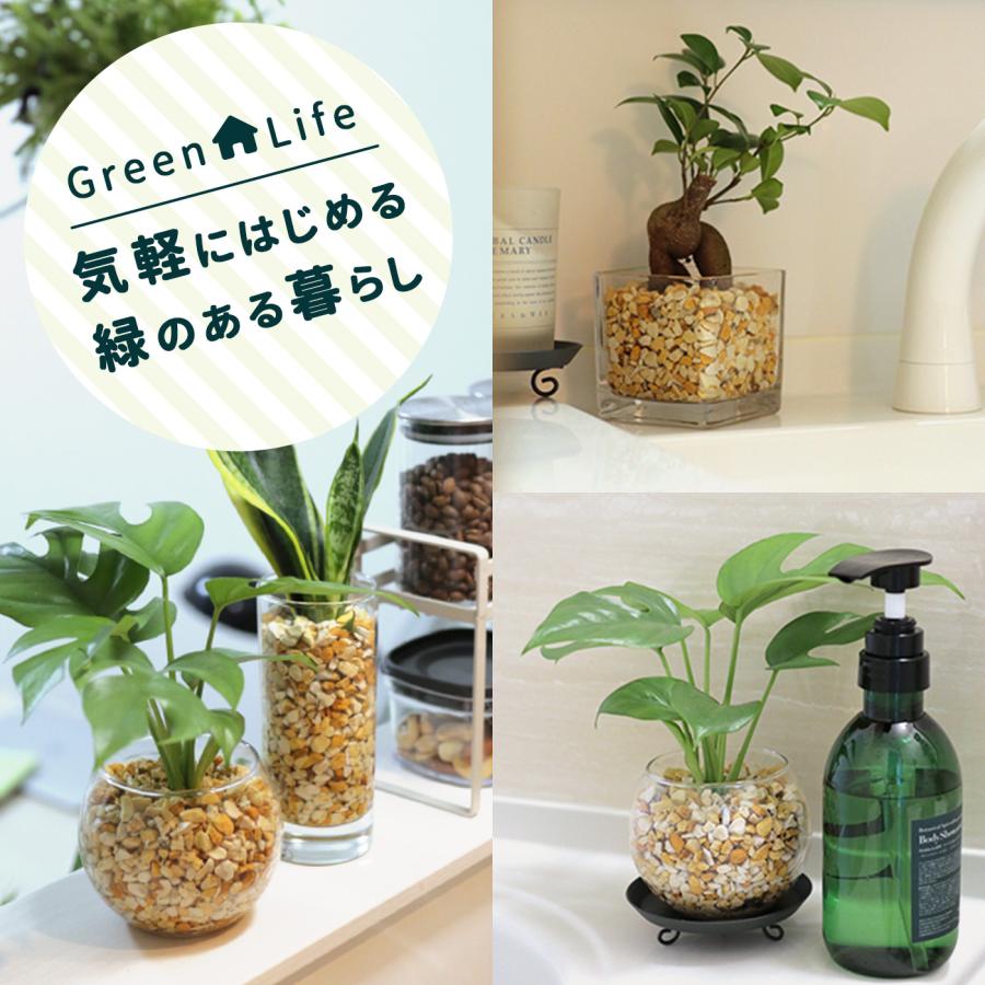 日本花キ流通 観葉植物 選べる観葉植物 ハイドロカルチャー 日本花キ流通 観葉植物 選べる観葉植物 ハイドロカルチャー