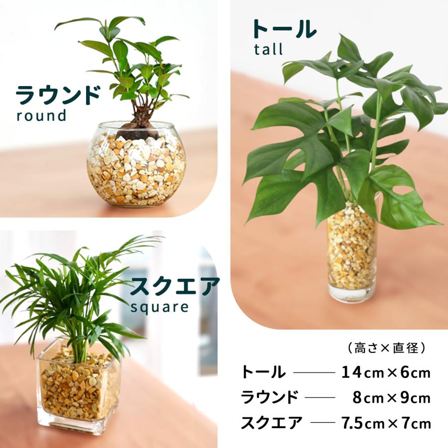【レア】観葉植物　ハイドロカルチャー　ゼオライト　インテリア　グリーン dショッピング |（観葉植物）品種おまかせハイドロカルチャー