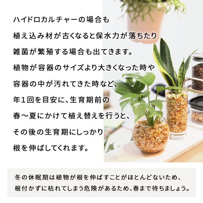 資 ゼオライト 600ml ハイドロカルチャー 植え替え用 用土 根