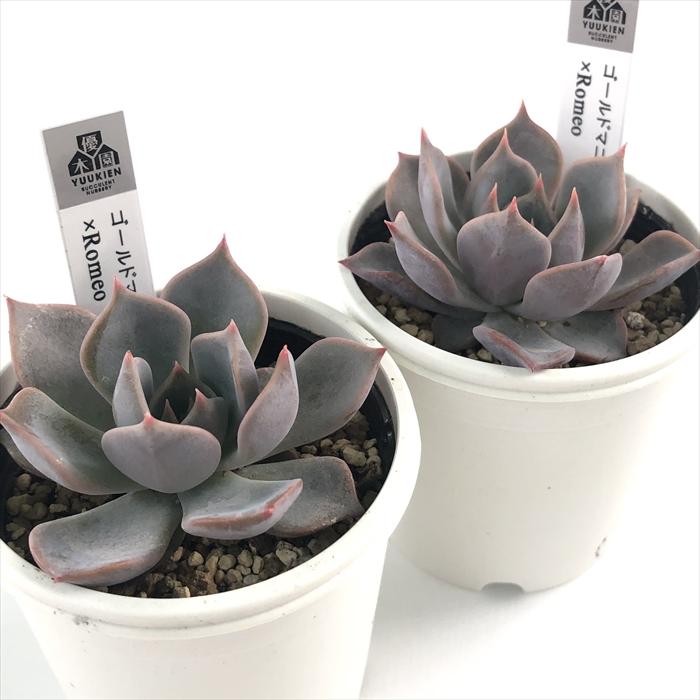 多肉植物 yukエケベリア ゴールドマニー×Romeo 優木園さんの苗