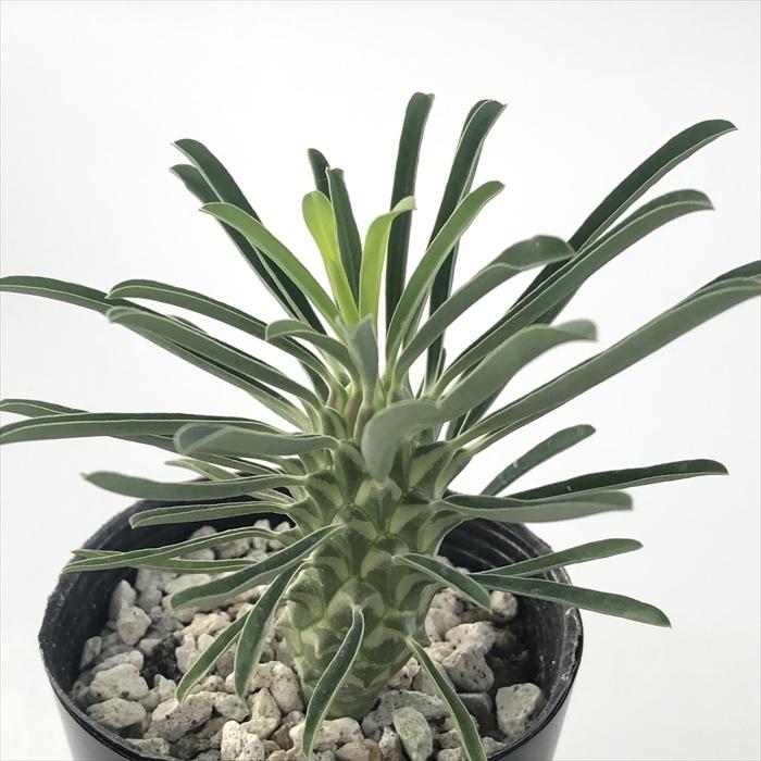 日本花キ流通 多肉植物 caユーフォルビア ゲキリンリュウ 逆鱗竜 日本花キ流通 多肉植物 caユーフォルビア ゲキリンリュウ 逆鱗竜