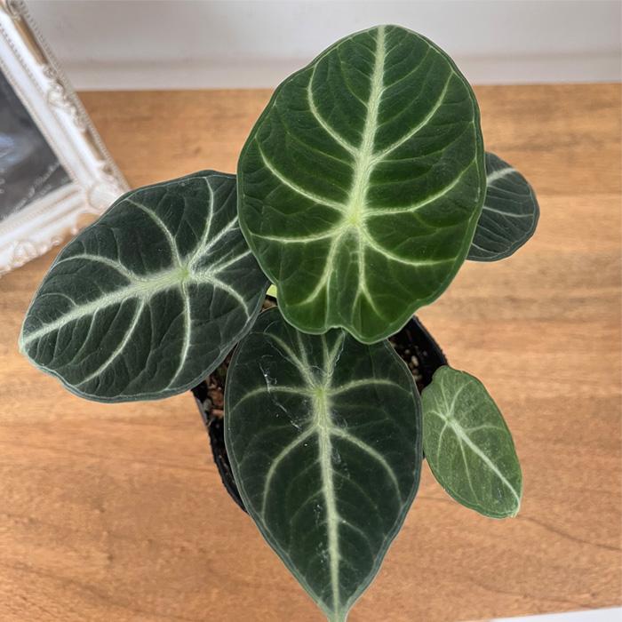 アロカシア 中型 植物 日本花キ流通 観葉植物 アロカシア ニンジャ 9cmポット 観葉植物 小型