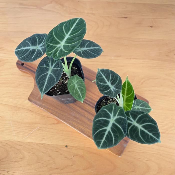 日本花キ流通 観葉植物 アロカシア ニンジャ 9cmポット 観葉植物 小型