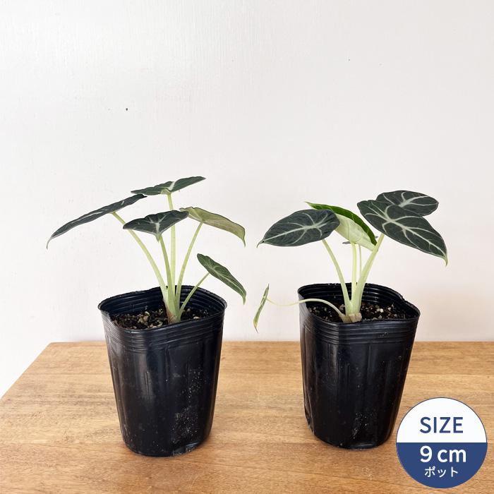 日本花キ流通 観葉植物 アロカシア ニンジャ 9cmポット 観葉植物 小型