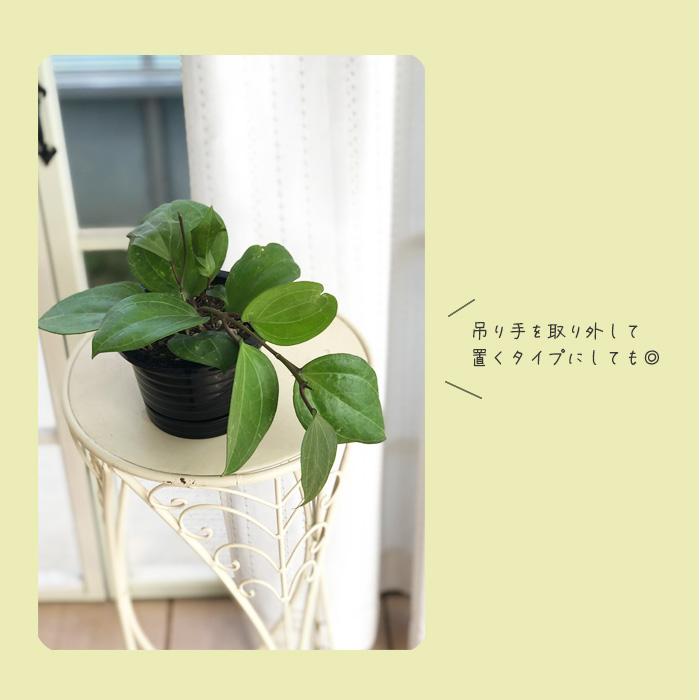 こ*ろ様 観葉植物　吊り鉢　ハンギング　7種アソート　バンダ　ホヤ 観葉植物 吊り鉢 ハンギング 7種アソート バンダ ホヤ - メルカリ