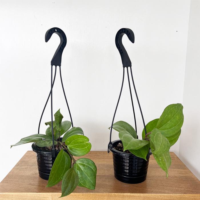 日本花キ流通 観葉植物 ホヤ サラワッククリーム 4号 吊り鉢