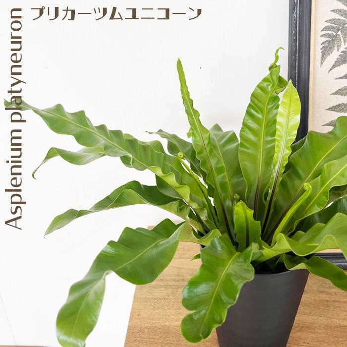 日本花キ流通 観葉植物 アスプレニウム プリカーツムユニコーン 4号