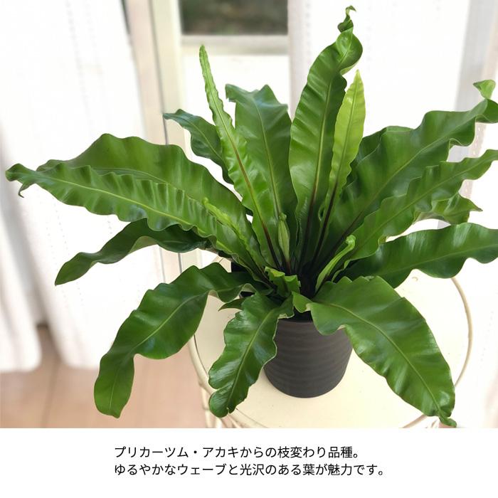 日本花キ流通 観葉植物 アスプレニウム プリカーツムユニコーン 4号