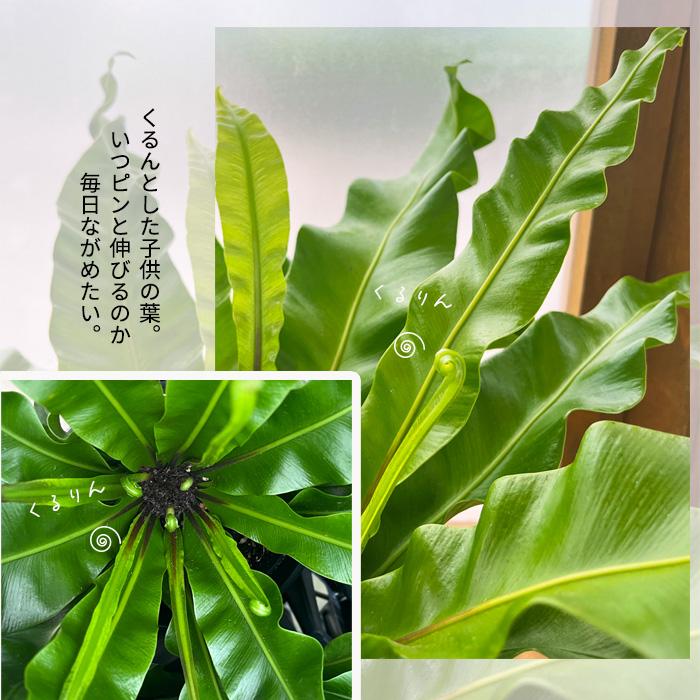 日本花キ流通 観葉植物 アスプレニウム プリカーツムユニコーン 4号