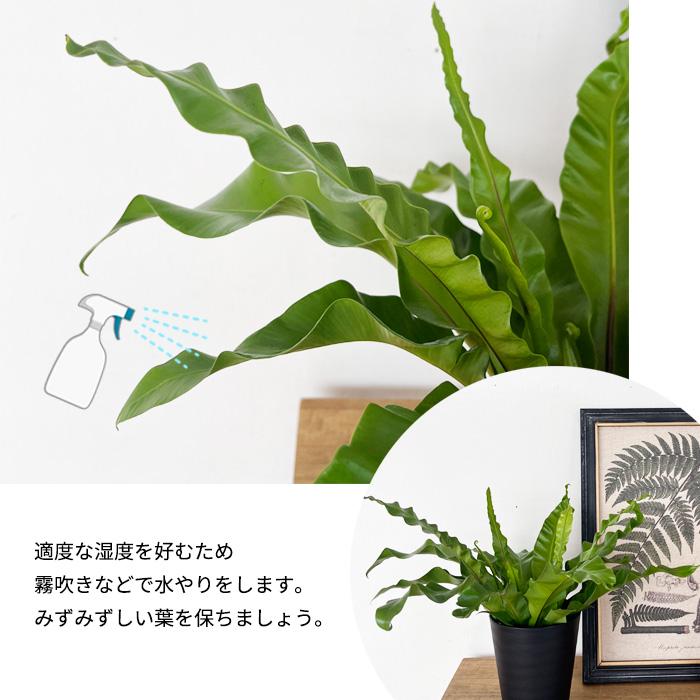 日本花キ流通 観葉植物 アスプレニウム プリカーツムユニコーン 4号