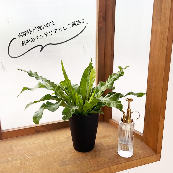 日本花キ流通 観葉植物 アスプレニウム プリカーツムユニコーン 4号