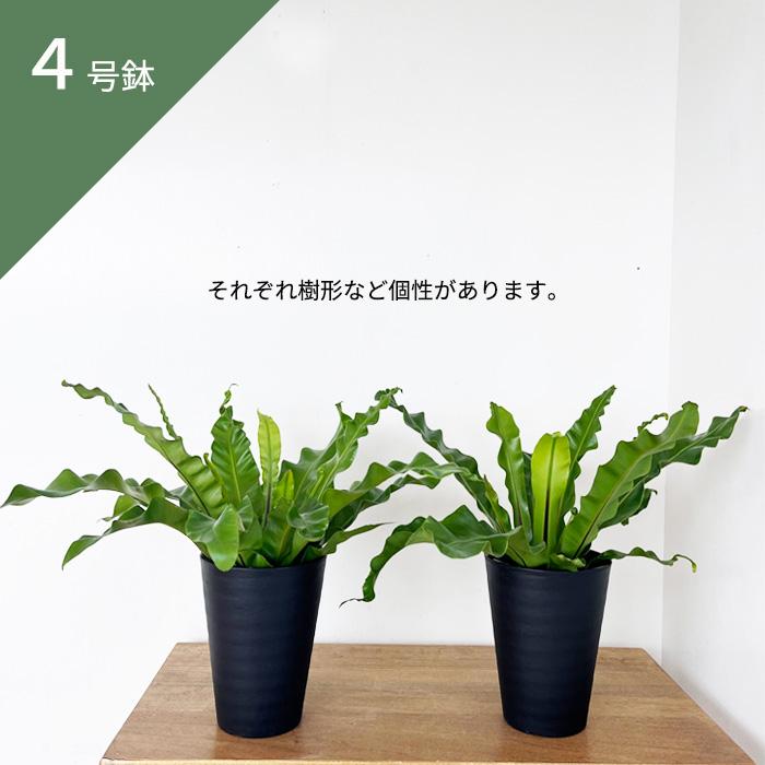 アスプレニウム ユニコーン　観葉植物 764c934609fc27c7c24a082017f889