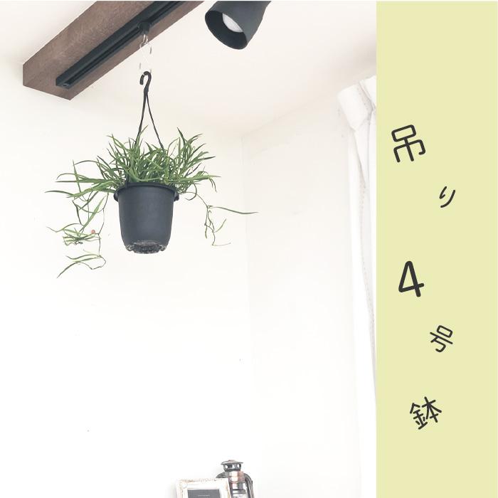 日本花キ流通 観葉植物 ホヤ アシキュラリス 4号 吊り鉢 吊り下げ