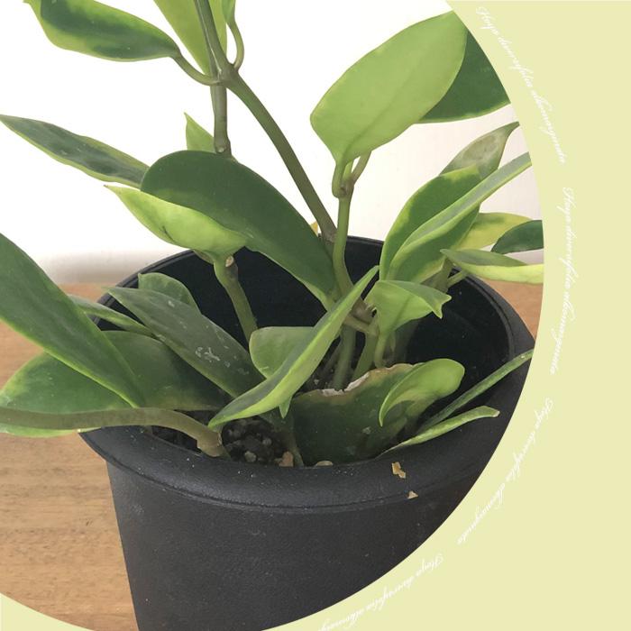 日本花キ流通 予約販売 観葉植物 ホヤ ディベルシフォリア アルボ