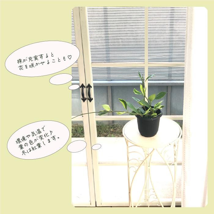 日本花キ流通 予約販売 観葉植物 ホヤ ディベルシフォリア アルボ