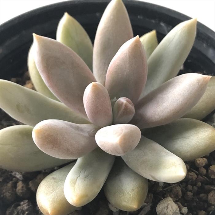 日本花キ流通 多肉植物 hxエケベリア アメジスティナム 日本花キ流通 多肉植物 hxエケベリア アメジスティナム