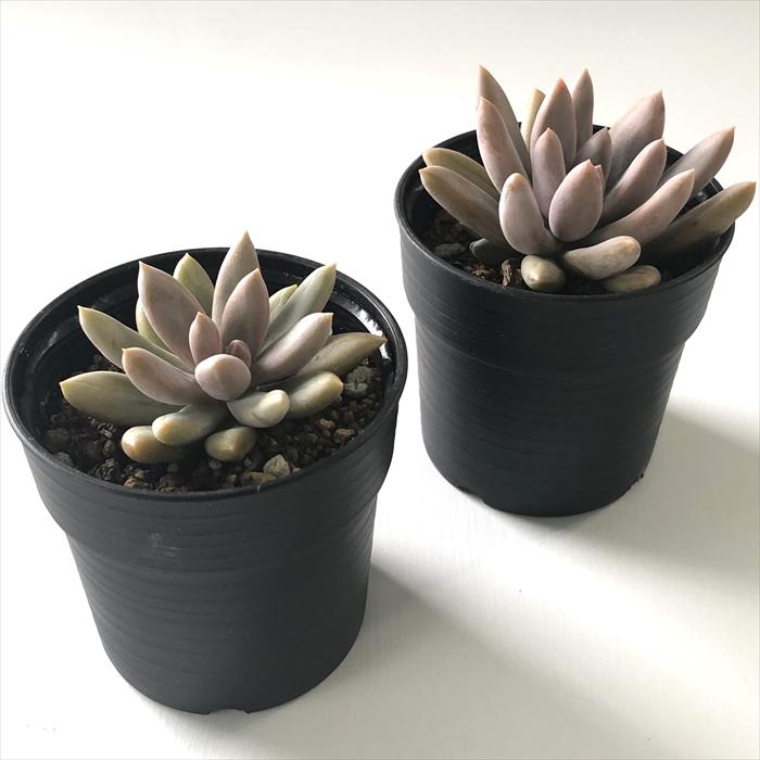 日本花キ流通 多肉植物 hxエケベリア アメジスティナム 日本花キ流通 多肉植物 hxエケベリア アメジスティナム