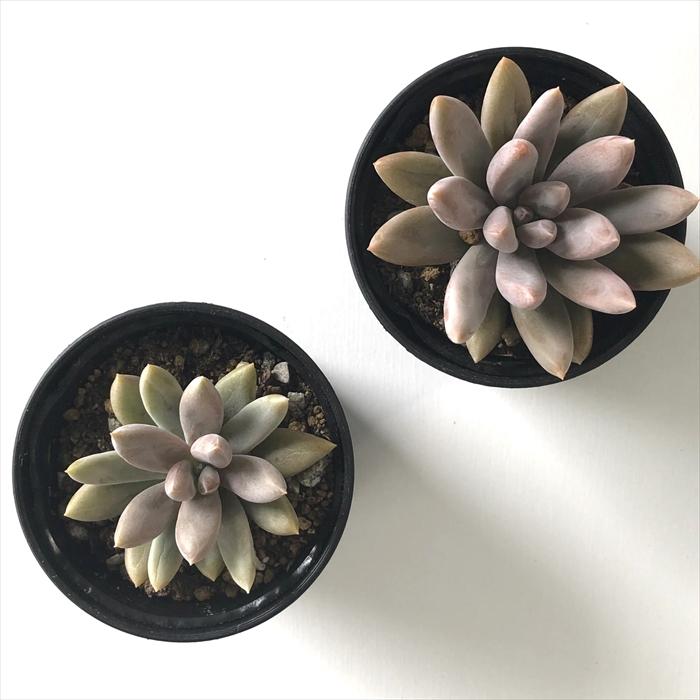 日本花キ流通 多肉植物 hxエケベリア アメジスティナム 日本花キ流通 多肉植物 hxエケベリア アメジスティナム