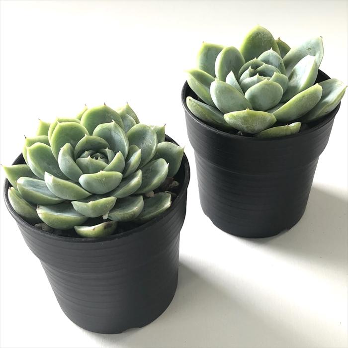 多肉植物　エケベリア　カリビアンブルー 農園直売 多肉植物 寄せ植え エケベリア属 カリビアンブルー