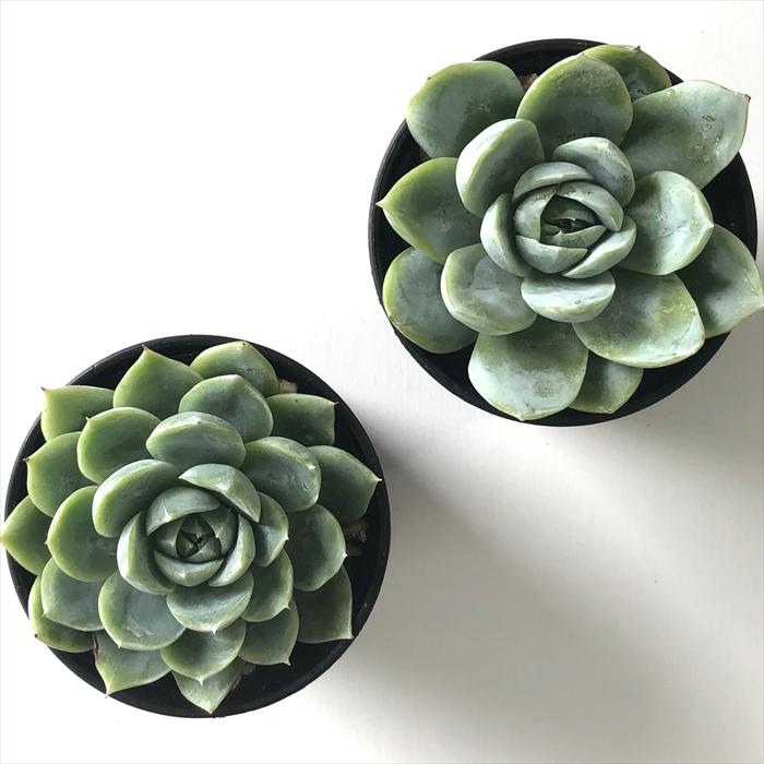 多肉植物　エケベリア　カリビアンブルー 農園直売 多肉植物 寄せ植え エケベリア属 カリビアンブルー