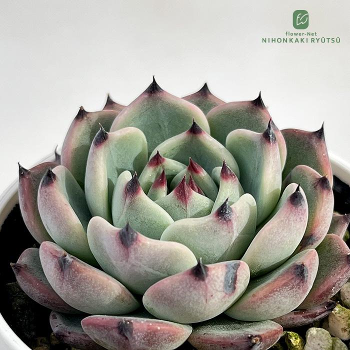 日本花キ流通 多肉植物 hmエケベリア ワンダーネイル 多肉植物
