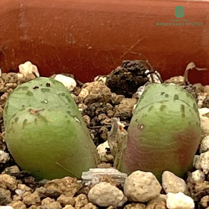 コノフィツム　ヤンギー　白花（ポットごと） 日本花キ流通 多肉植物 asコノフィツム 白花フィシュフォルメ 多肉植物