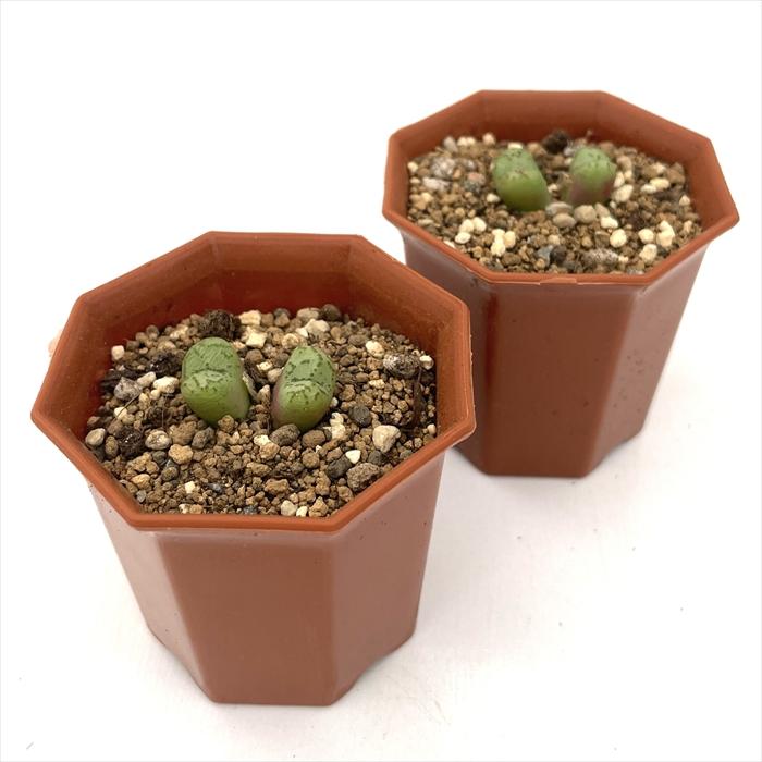 コノフィツム　ヤンギー　白花（ポットごと） 日本花キ流通 多肉植物 asコノフィツム 白花フィシュフォルメ 多肉植物