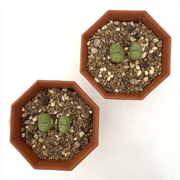 コノフィツム　ヤンギ　白花 日本花キ流通 多肉植物 asコノフィツム 白花フィシュフォルメ 多肉植物