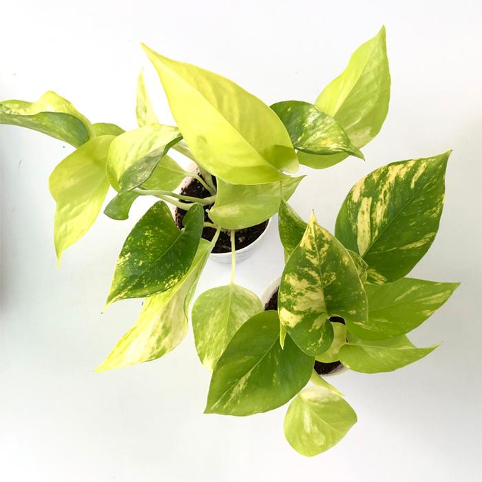 観葉植物 ポトス テルノ No.021 カグヤ 8cmポット 小型 小さい 室内