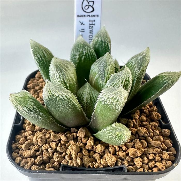 多肉植物 bphハオルチア メリーアン 7.5cmポット : フラワー 多肉植物 bphハオルチア メリーアン 7.5cmポット : フラワー
