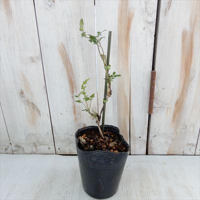 まもなく締め切り】 予約販売 クレマチス 苗 バーシカラー ヴィオルナ