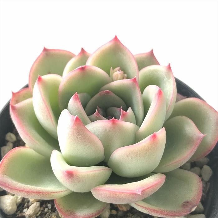 日本花キ流通 多肉植物 skエケベリア シルアンス エケベリア 7.5cmポット : フラワーネット日本花キ流通 - 通販 - Yahoo!ショッピング 日本花キ流通 多肉植物 skエケベリア シルアンス エケベリア 7.5cmポット : フラワーネット日本花キ流通 - 通販 - Yahoo!ショッピング