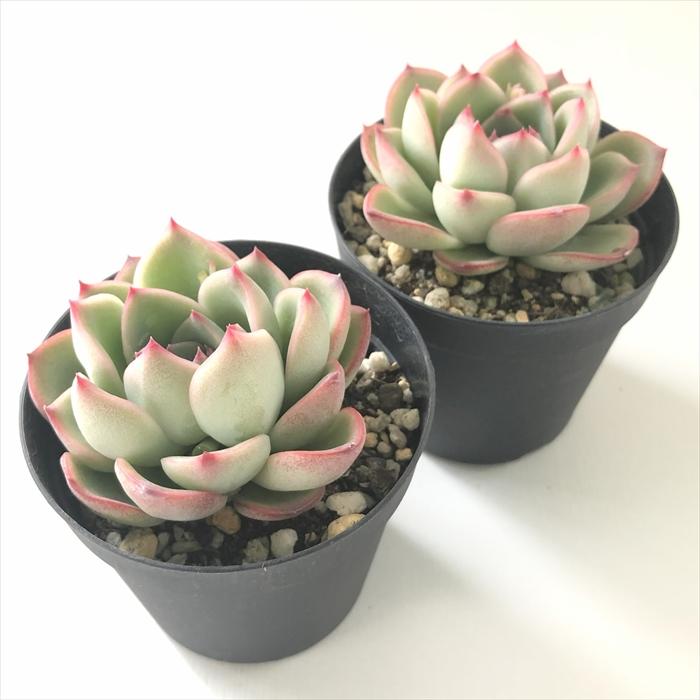 日本花キ流通 多肉植物 skエケベリア シルアンス 多肉植物 エケベリア