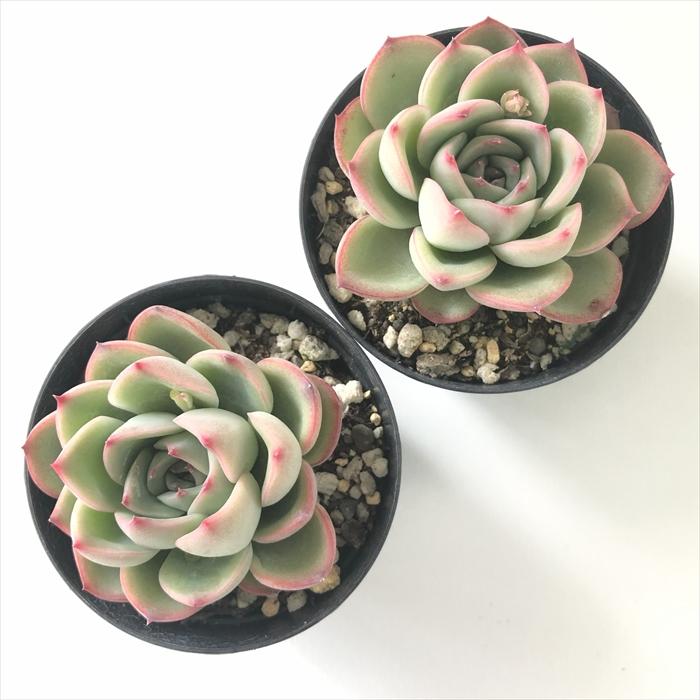 日本花キ流通 多肉植物 skエケベリア シルアンス エケベリア 7.5cmポット : フラワーネット日本花キ流通 - 通販 - Yahoo!ショッピング 日本花キ流通 多肉植物 skエケベリア シルアンス エケベリア 7.5cmポット : フラワーネット日本花キ流通 - 通販 - Yahoo!ショッピング