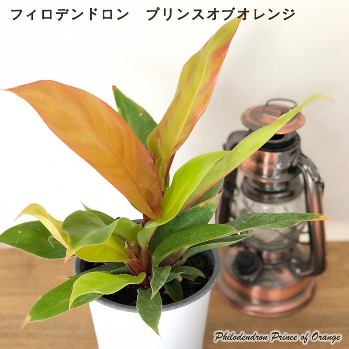 日本花キ流通 観葉植物 フィロデンドロン プリンスオブオレンジ 4号鉢