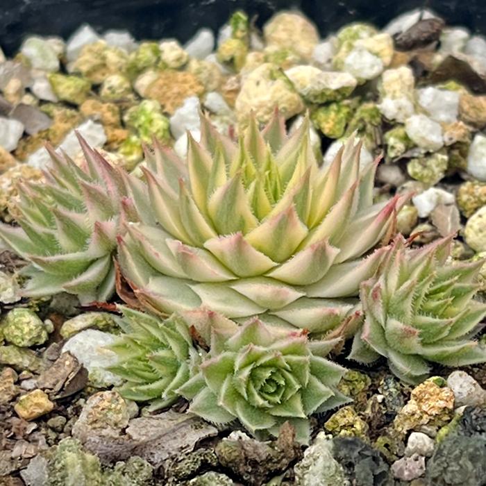 日本花キ流通 多肉植物 seセンペルビウム メッテニー錦 7.5cm 日本花キ流通 多肉植物 seセンペルビウム メッテニー錦 7.5cm