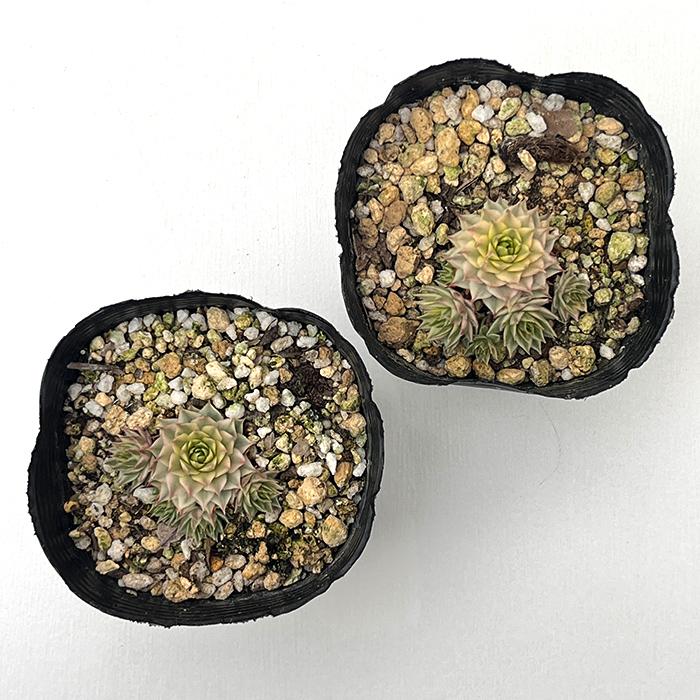日本花キ流通 多肉植物 seセンペルビウム メッテニー錦 7.5cmポット