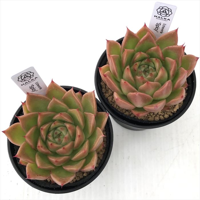 多肉植物 halkエケベリア Spicy HALKA SUCCULENT ハルカさん苗