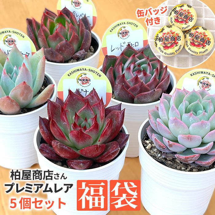 多肉植物 kswエケベリア 柏屋商店さん苗5個セット プレミアム福袋