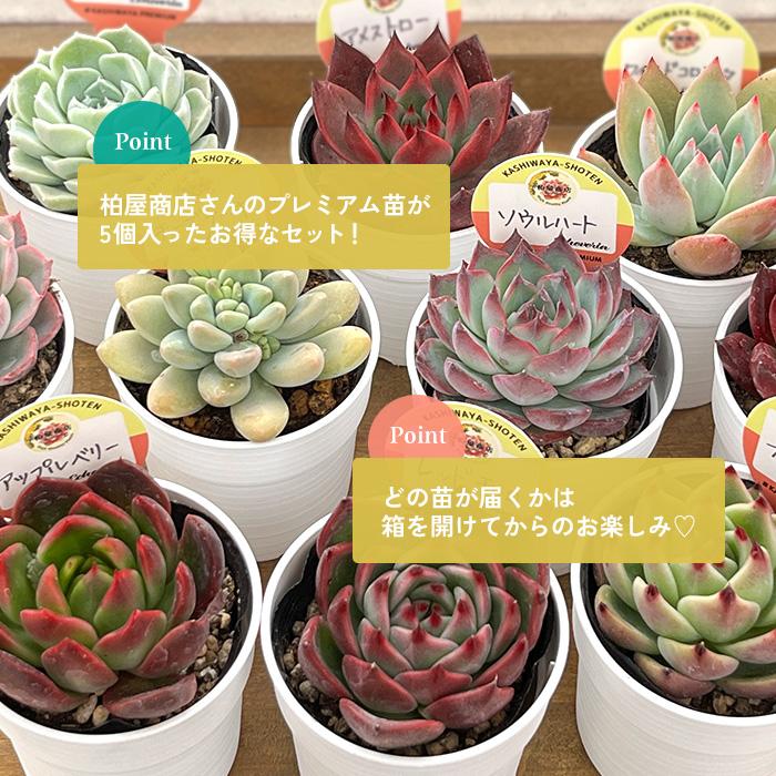 多肉植物 kswエケベリア 柏屋商店さん苗5個セット プレミアム福袋